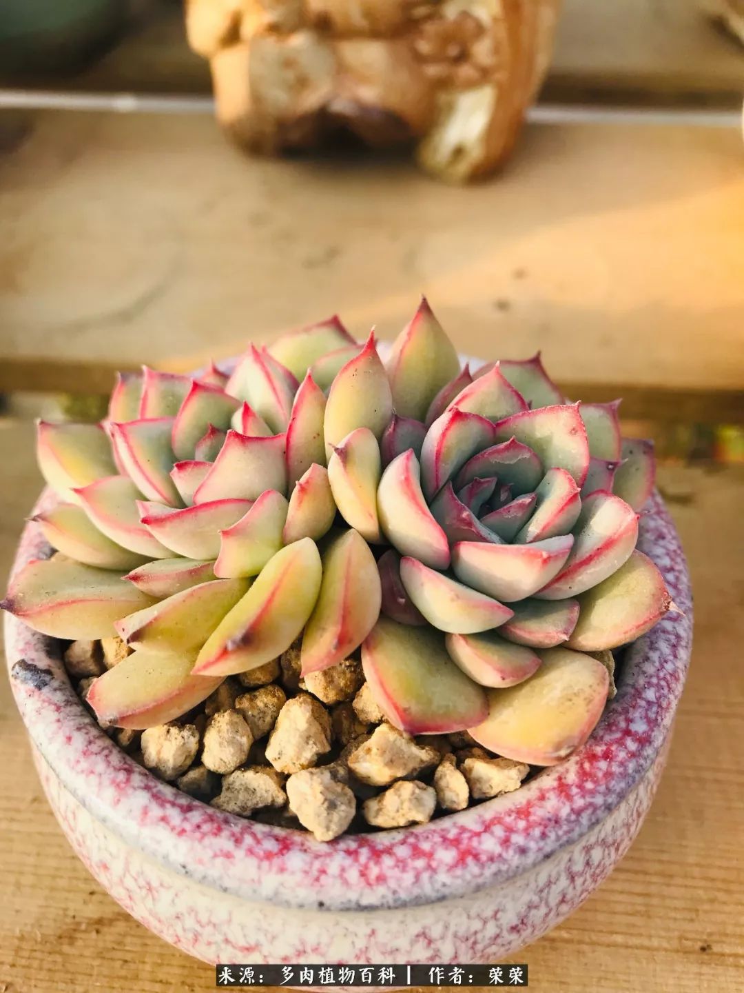 我在包邮区养肉，附多肉越冬度夏养护建议！