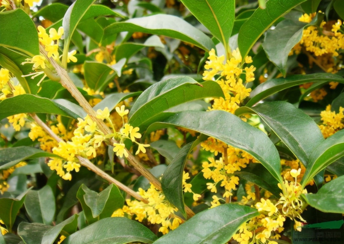 养桂花也需要技巧,掌握这些要点,才能四季油绿,开花香满屋