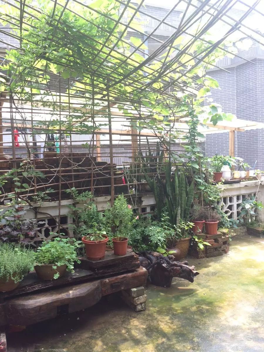 植物出现倒伏,怎样防止植物倒伏