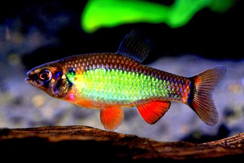 草缸灯鱼专用灯,草缸专用灯防太阳