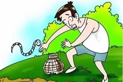 湖南惊现巨型眼镜蛇,惊现巨型眼镜蛇