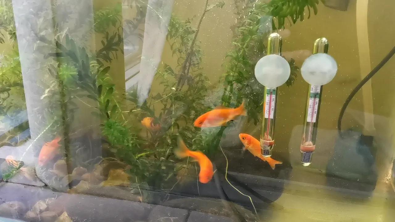 教你如何把鱼养好,教你怎样把鱼养好