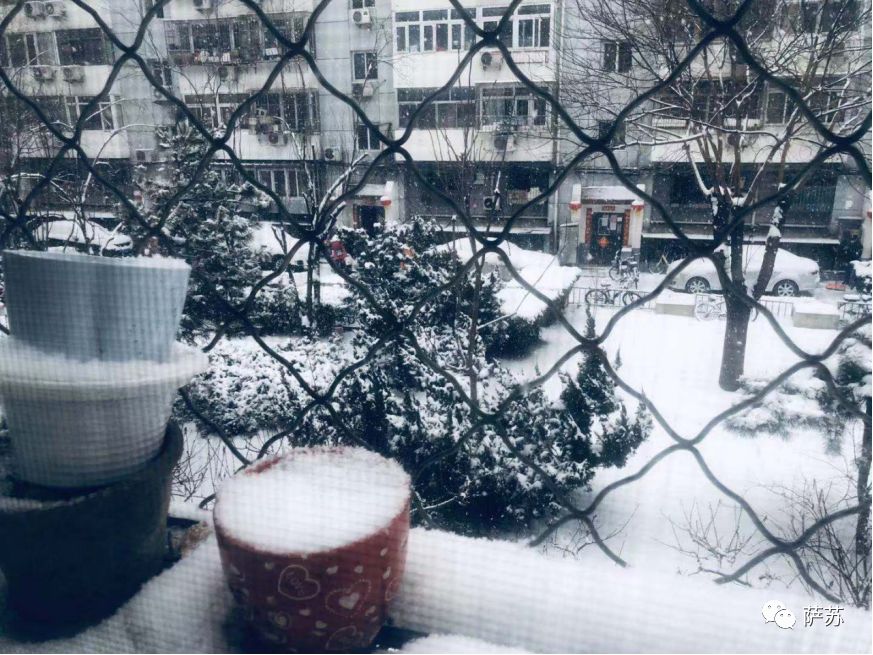 猛犸象灭绝是人类导致的吗,猛犸象灭绝原因的推测有几点