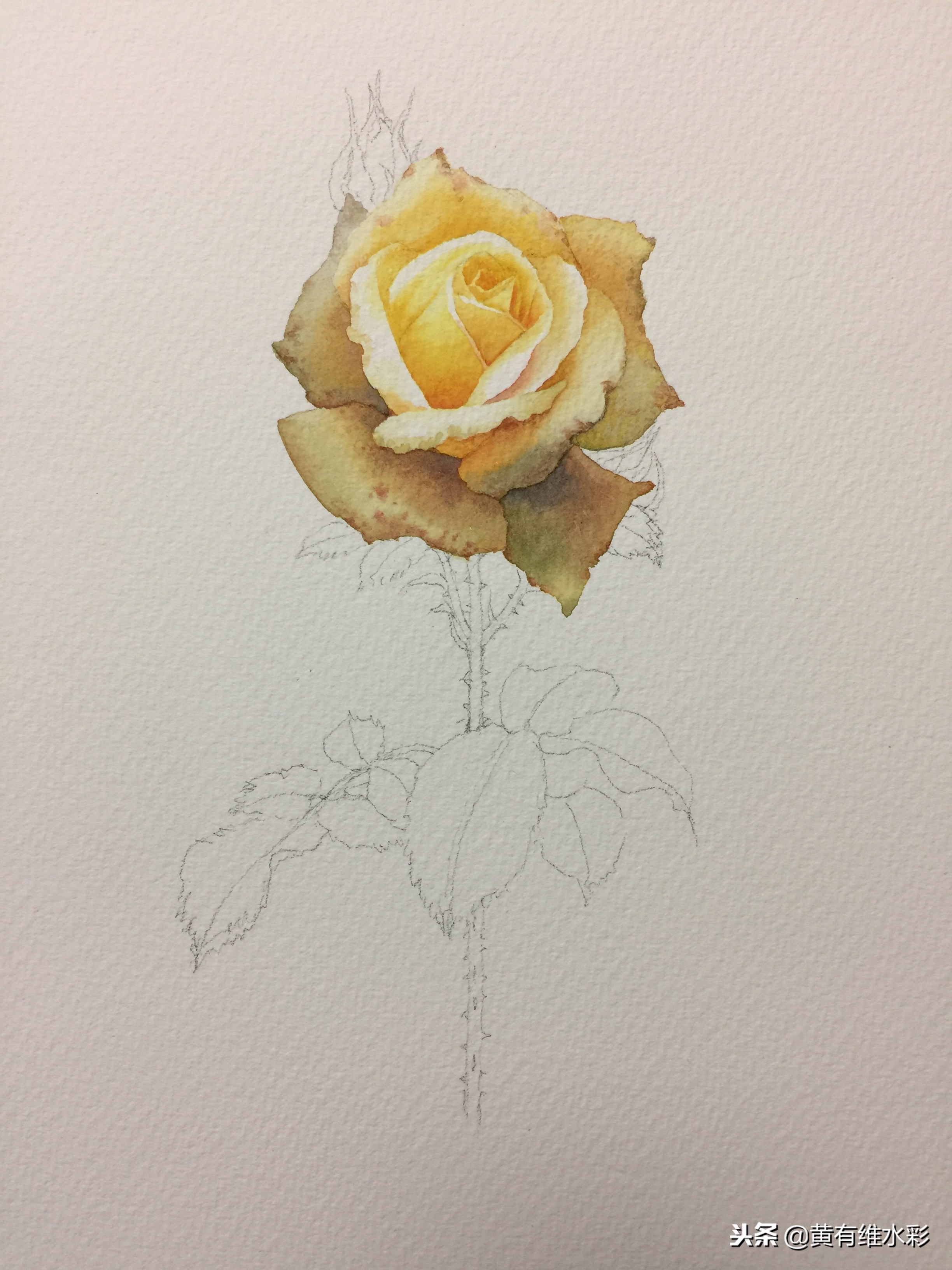 零基础入门水彩的基本画法,黄玫瑰水彩晕染