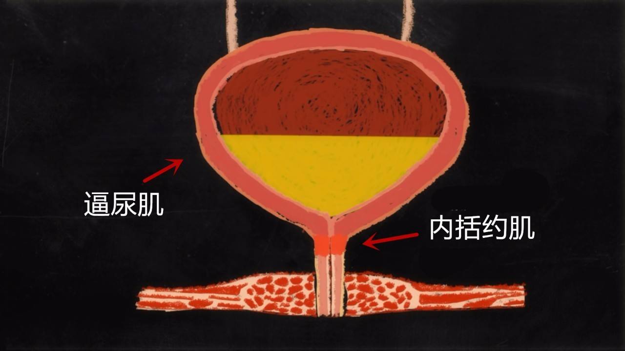 如何解决儿童尿裤子小妙招,孩子12岁了突然老尿裤子该怎么办