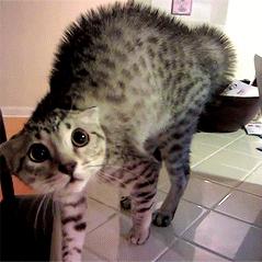 猫咪最不可以碰的地方是哪里,猫咪最不能碰的几个地方