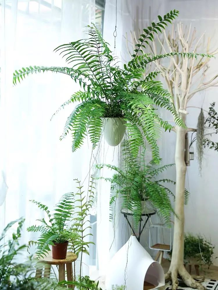 波士顿蕨室内怎么养,波斯顿蕨适合放室内什么位置