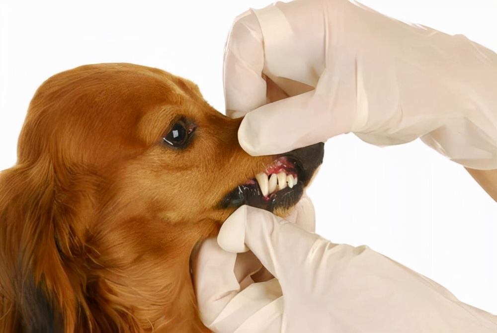 狗狗年纪大宫颈蓄脓怎么办,狗狗年纪大了怎么喂食