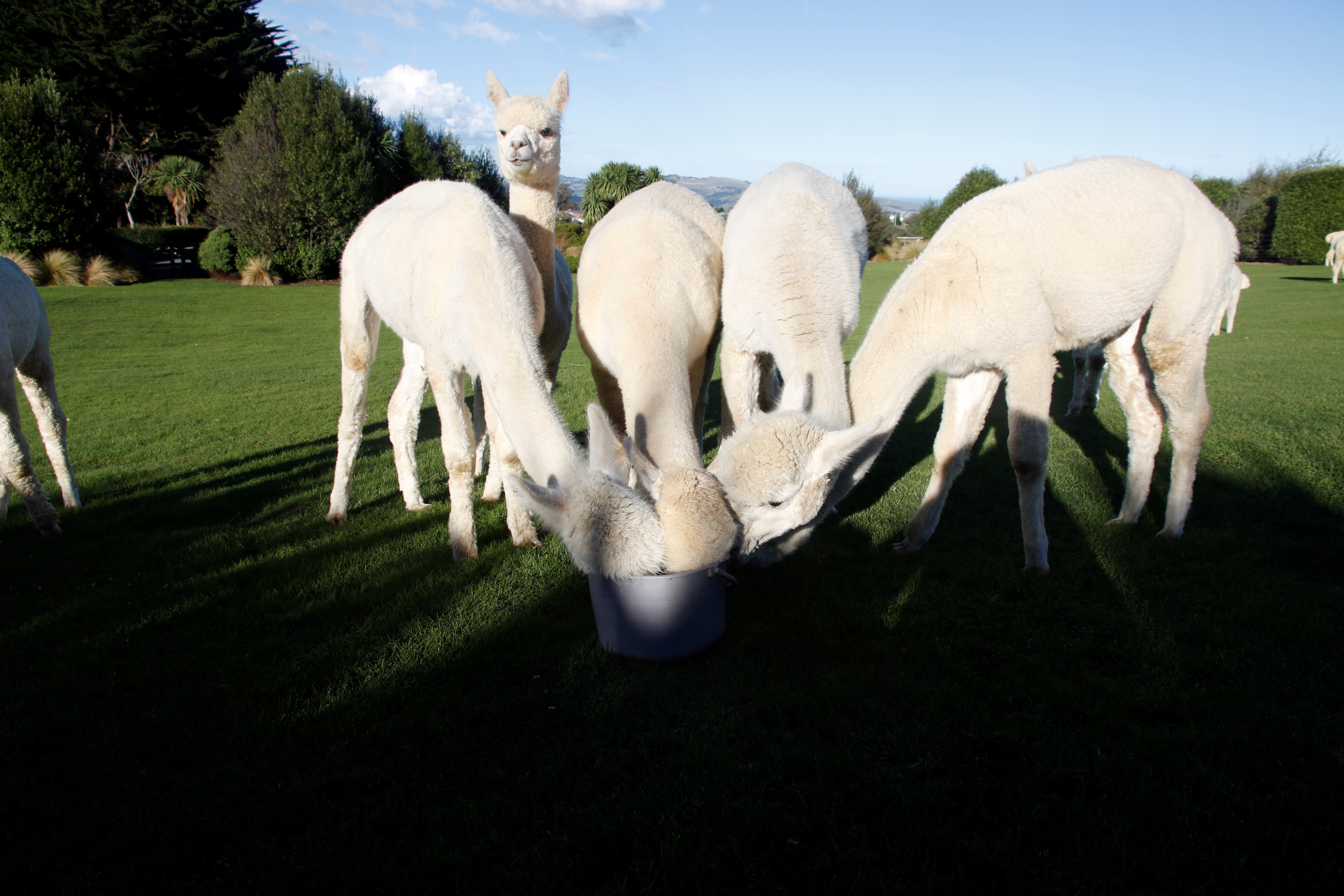 鍛嗚悓棰勮,鍛嗚悓缇婇┘鐢熸皵
