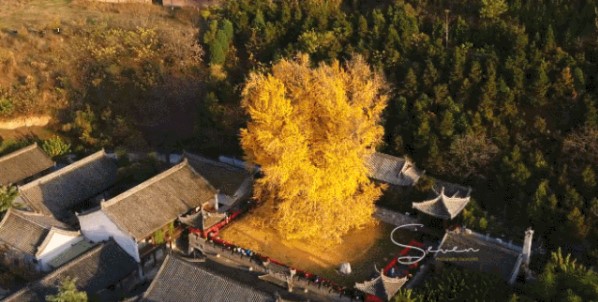 不死的银杏：我在没有你的世界生活了两亿七千万年