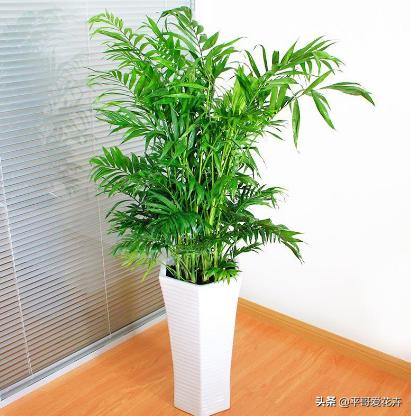 吸甲醛绿植室内组合,适合冬天放客厅吸甲醛的绿植排名