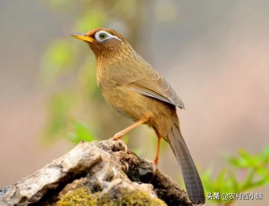 画眉鸟老是咬毛怎么回事,画眉鸟老是咬翅膀怎么治