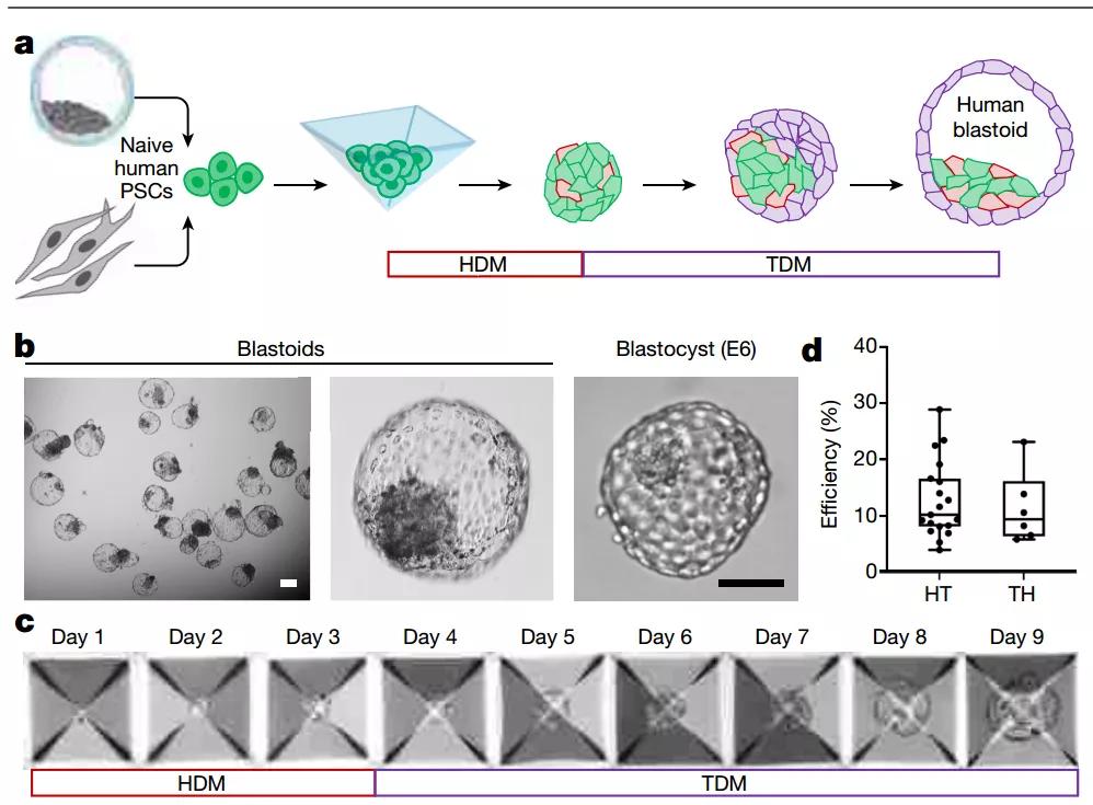 为何不孕流产?人类囊胚模型或许能解答