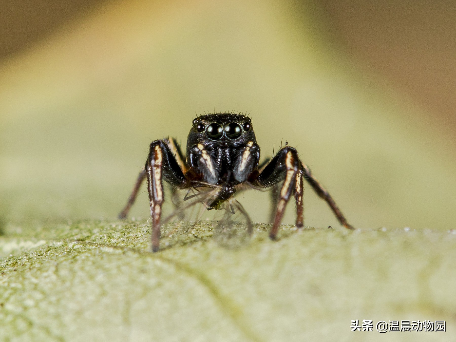 辟谣:跳蛛的饲养方法跟捕鸟蛛一样?不,跳蛛通常更适合新手饲养