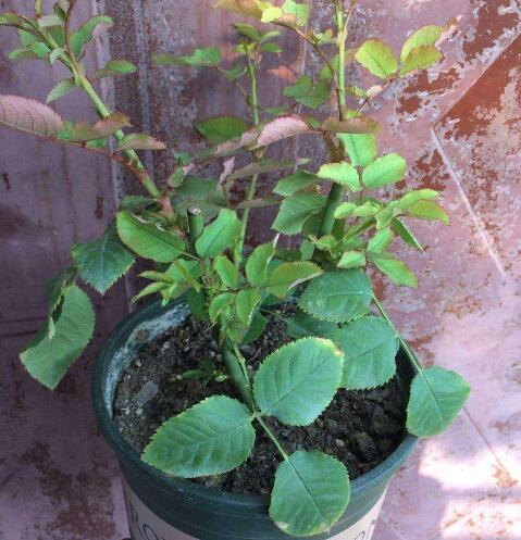 月季花黄叶怎么办？“3招”让它绿油油，变茂盛，花儿越开越多