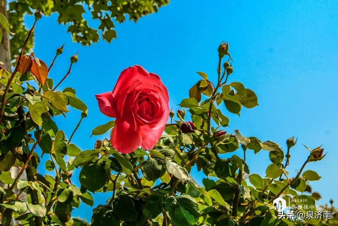 楂樻牎椋庨噰绯诲垪,楂樻牎椋庨噰灞曠ず瑙嗛