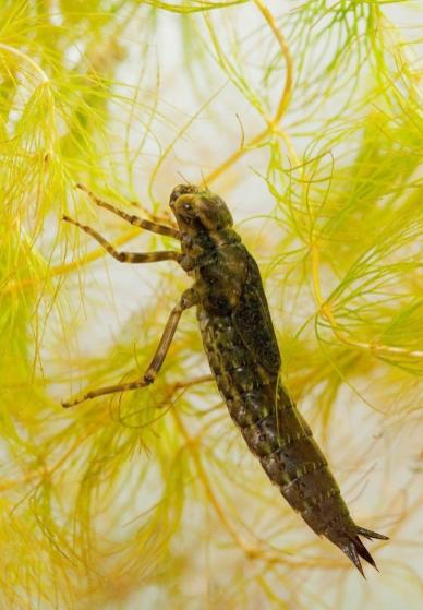 蜻蜓的缘分,命运的缘分完整版视频