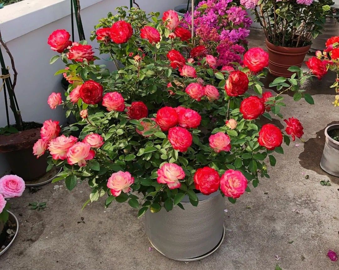 100种月季经典品种,100种经典月季品种