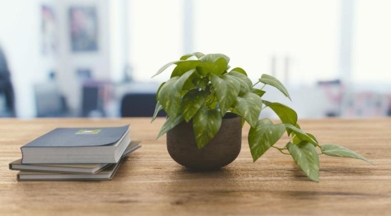 盆栽绿萝怎么养才能更旺盛呢,绿萝大盆栽图片大全