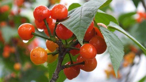 樱桃小萝卜怎么弄可以长久保存,樱桃怎么做才好吃简单方法