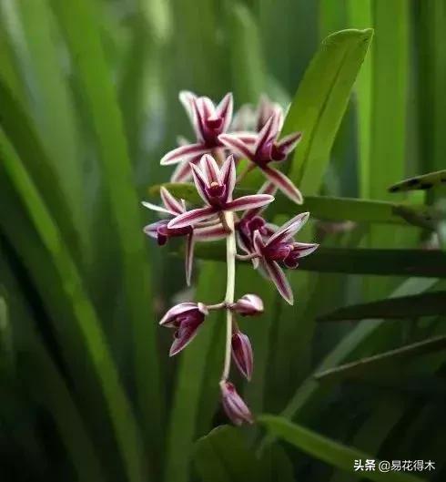 硬叶兰与纹瓣兰哪个贵,兰花老品种出艺莲瓣兰
