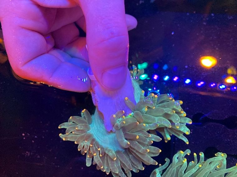 热度屈居火柴头之后的珊瑚，销量居然更高？