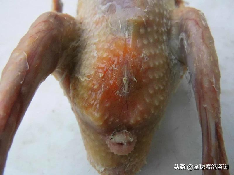 幼鸽肚脐没收好怎么办,幼鸽出壳后脐带怎么处理