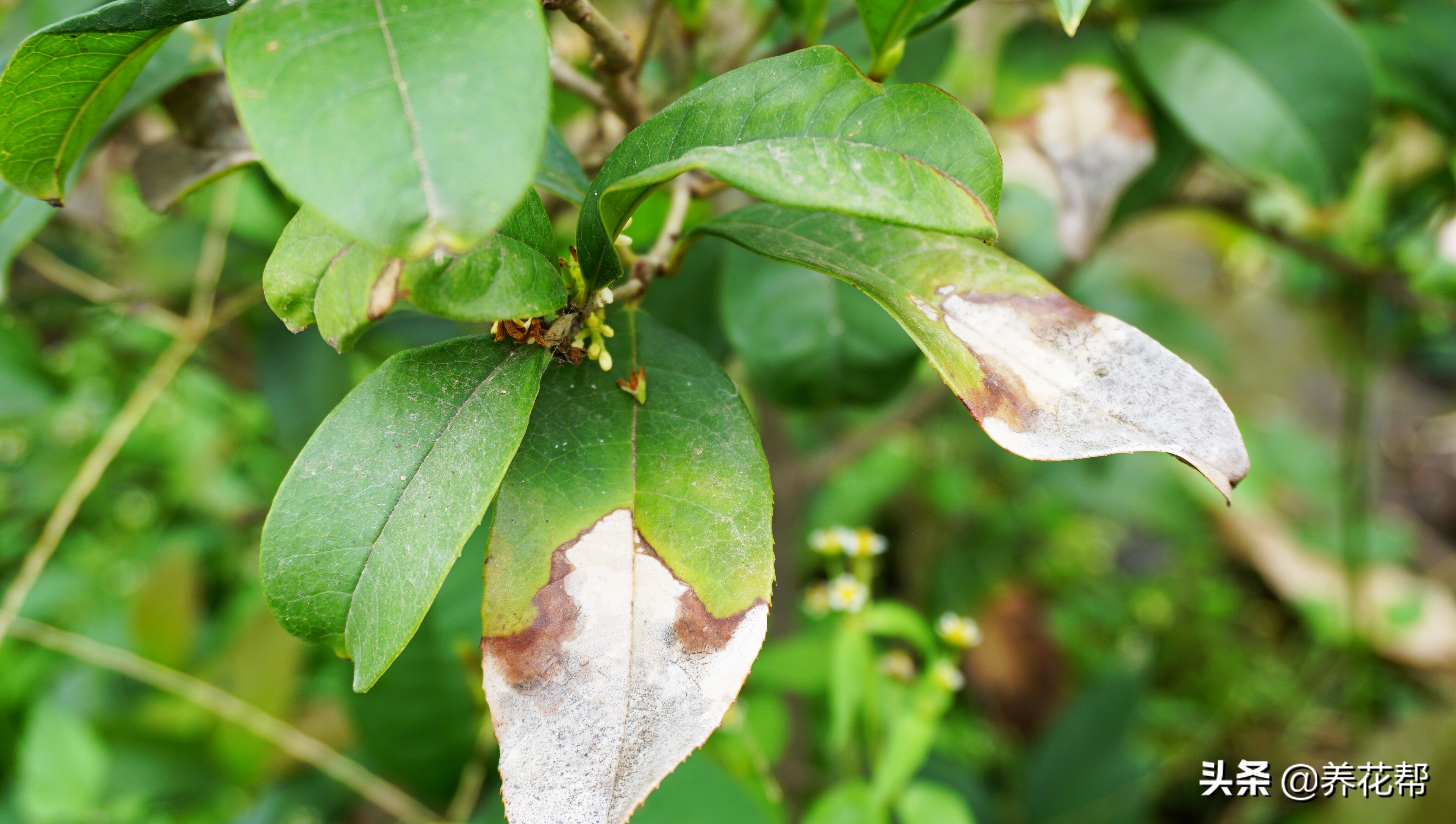地栽桂花树叶落完了能活不,移栽桂花盆景枯叶掉落怎么办