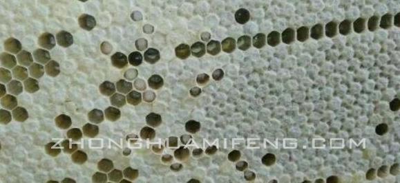 中蜂有白头蛹是什么原因,专家讲解中蜂应激白头蛹