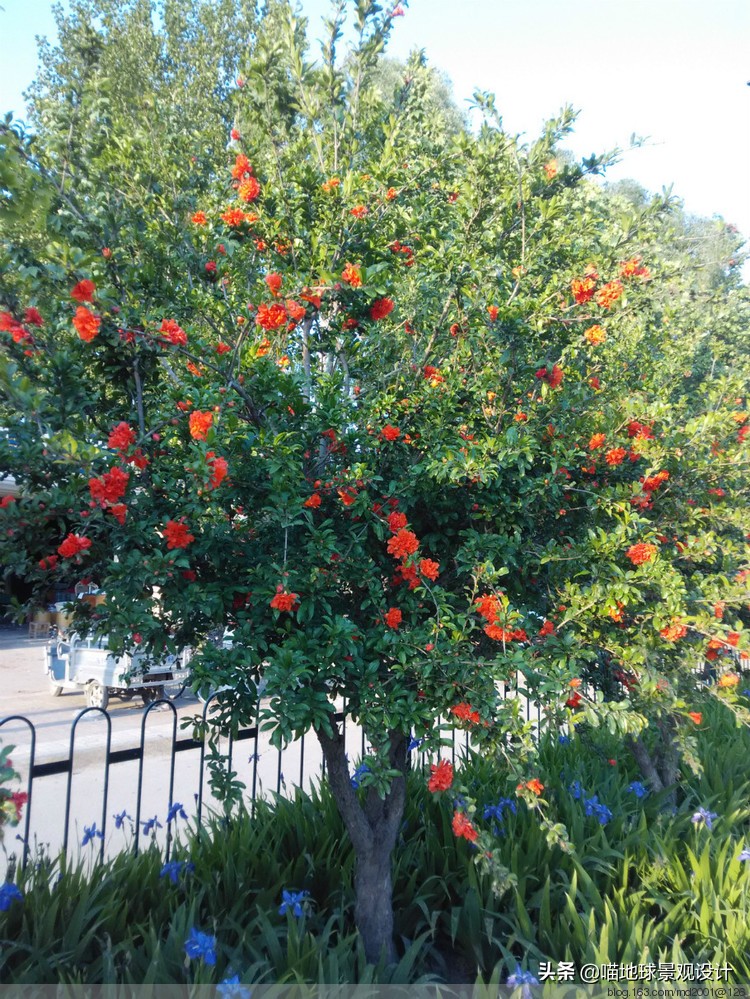 适合南方庭院种植100种花树,16种耐寒的庭院花卉植物