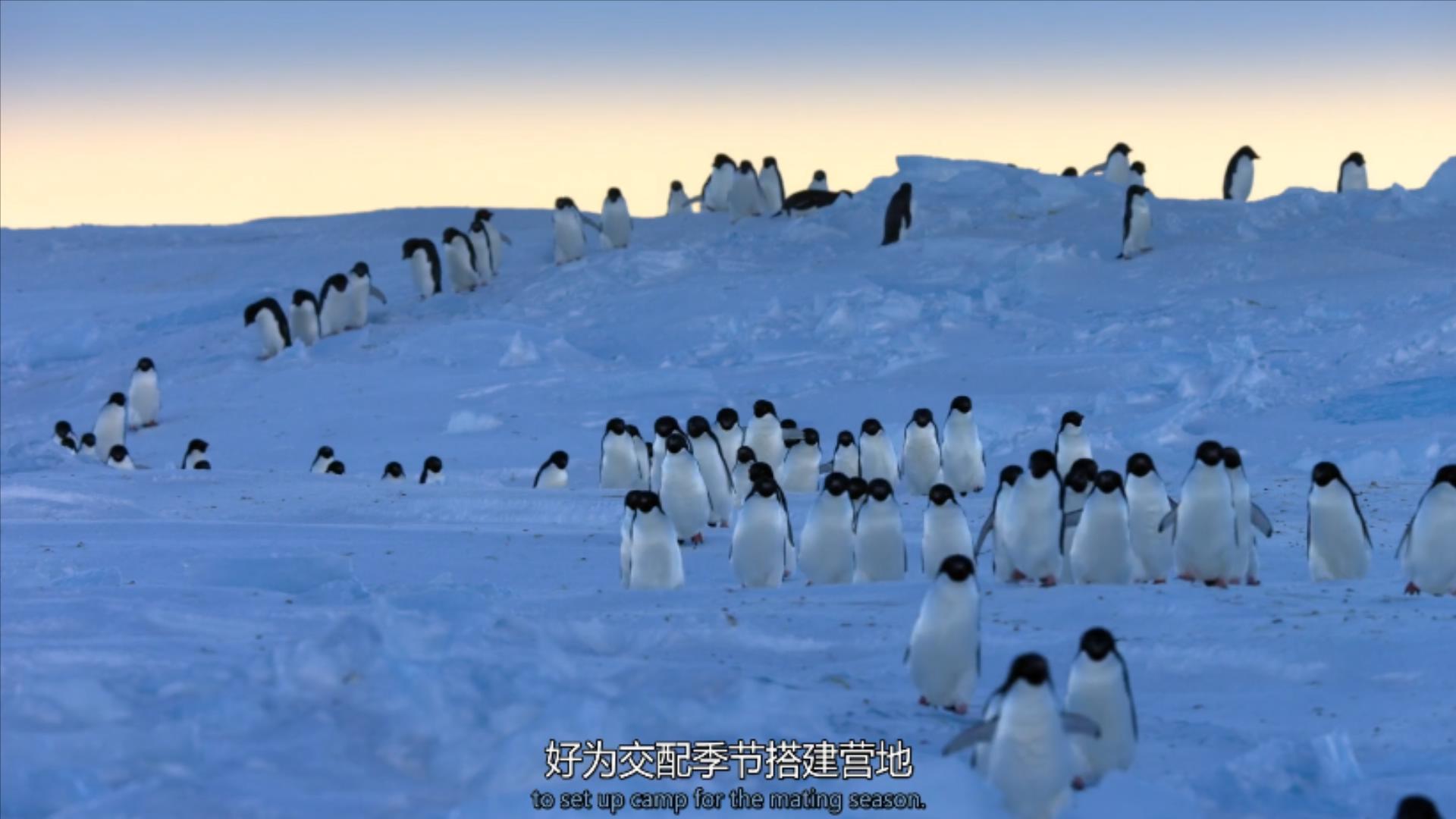 大过年的,被这些小萌萌给笑掉了头