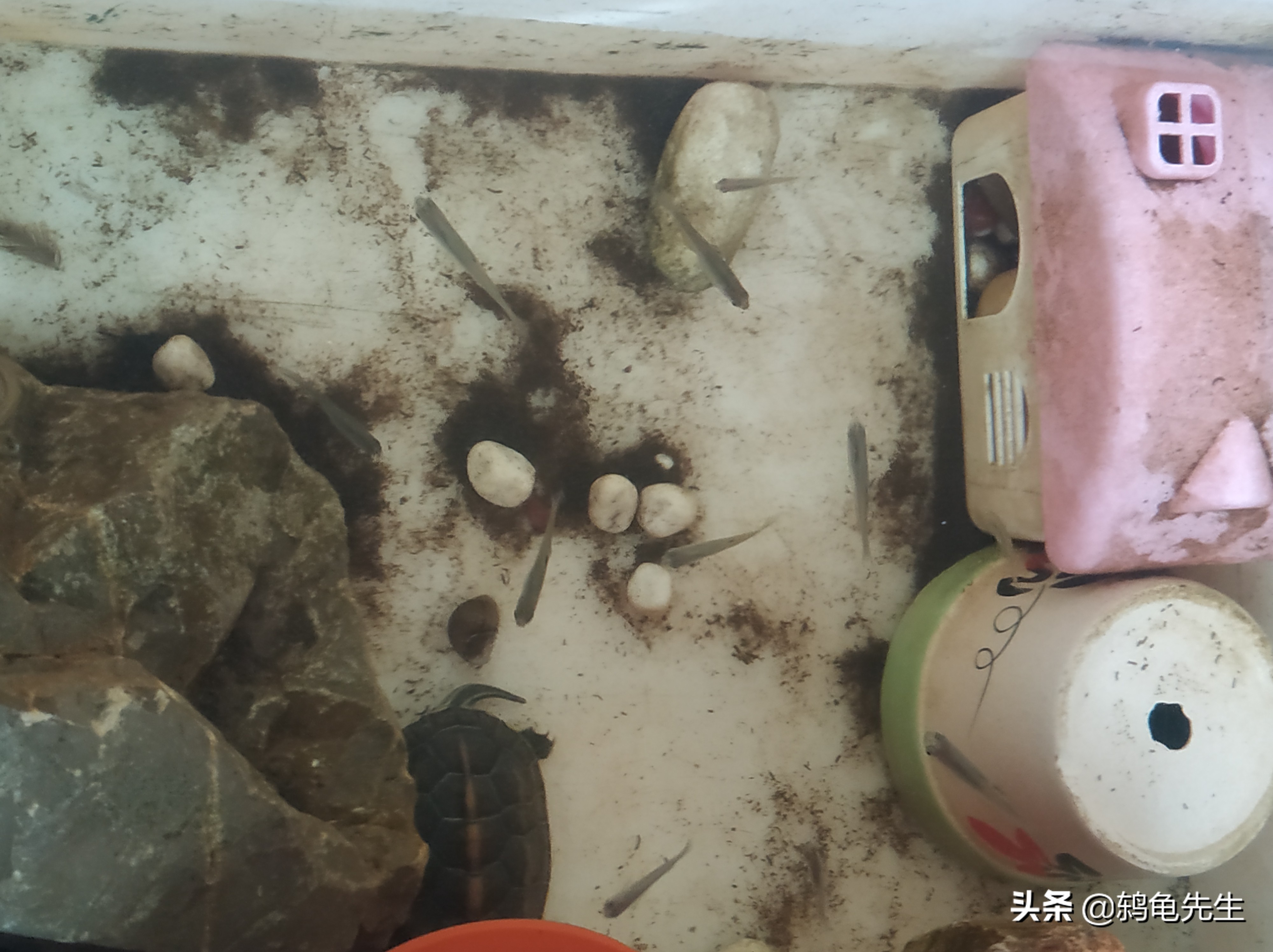 乌龟缸里用什么养水草,乌龟缸里养植物的好处