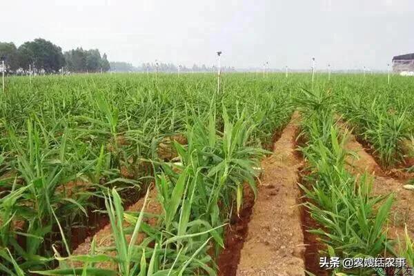 大姜病虫害防治技术要点,大姜催芽技术要点