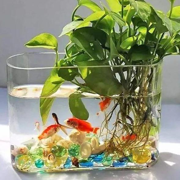 秋天怎么水培养万年红,秋季如何水培月季