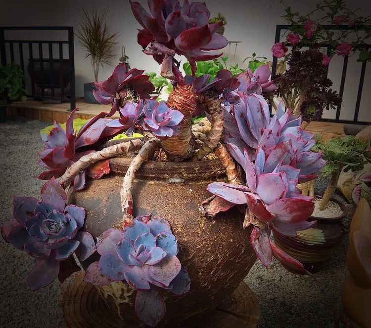 冬去春来，愿你无恙，疫情退去，养肉依旧！