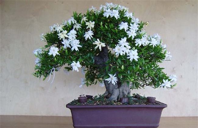 栀子花树怎么养才能开花更旺盛,养栀子花的技巧与方法