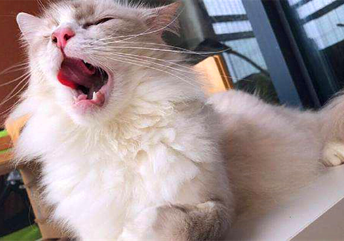 猫咪饮水是什么原因,猫咪饮水过多