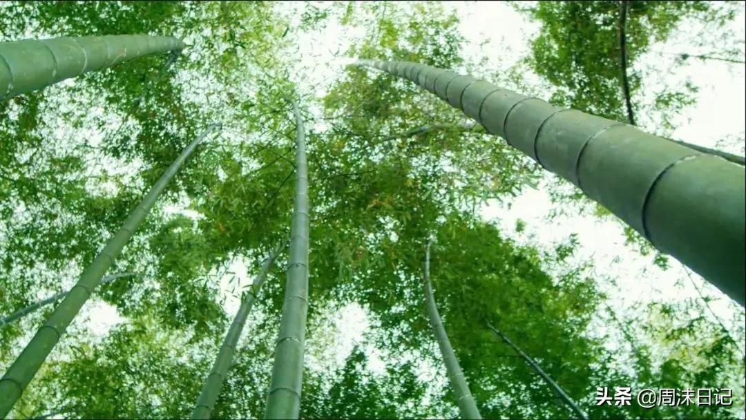 这个季节最好吃的竹笋,正宗武夷山冬笋