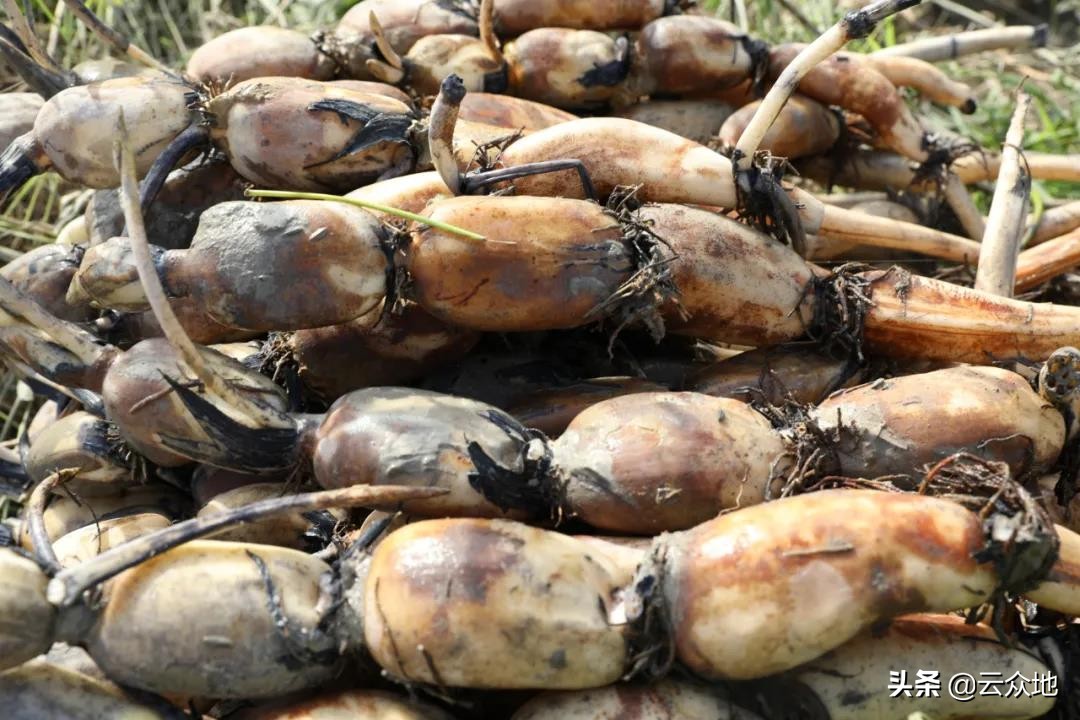 莲藕田越肥越好吗,莲藕塘施肥高产方法