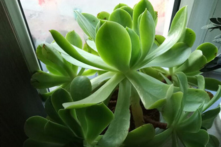 常见100种多肉玉龙观音,养了2年的多肉植物竟然是假的