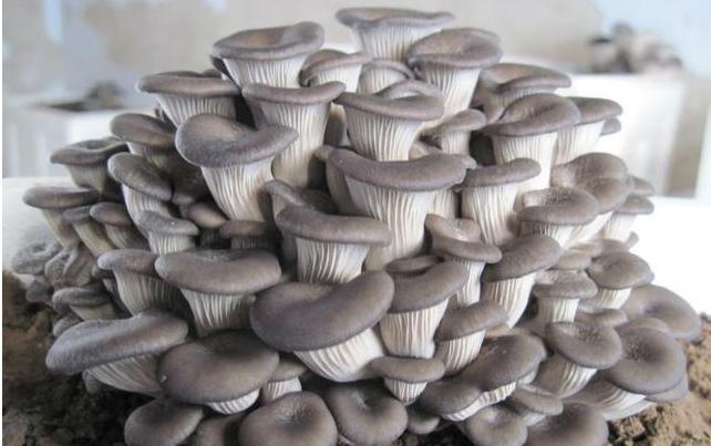 蘑菇发育成长,好吃好看的蘑菇简单易种植