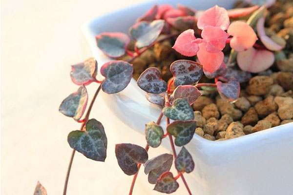 带心形的植物有哪些,最常见的心形植物