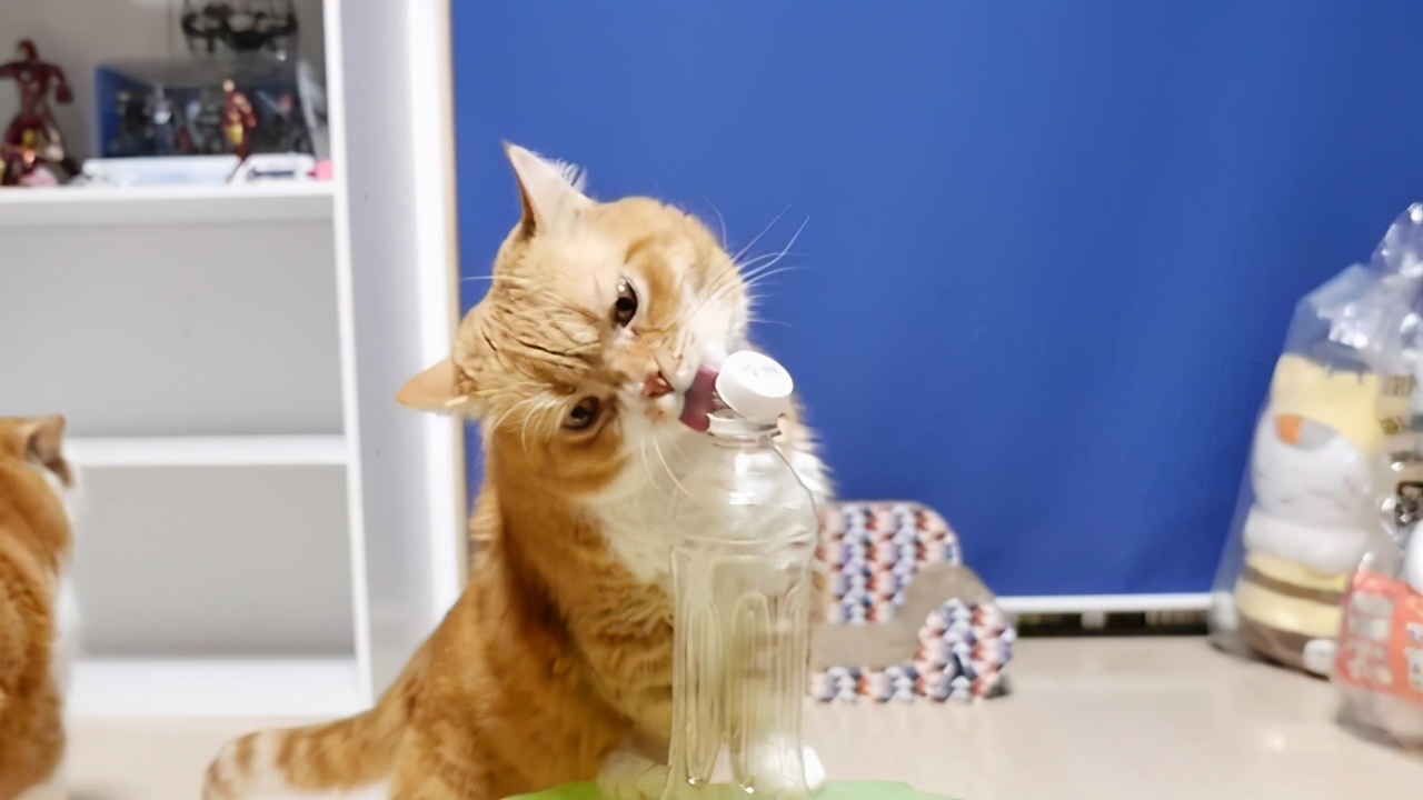 兽医专业养猫怎么样啊,兽医养狗视频教程