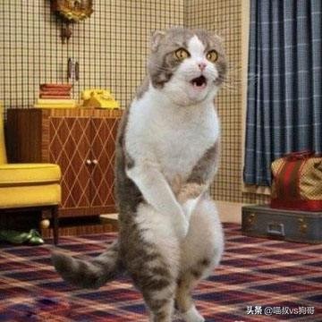 “我家猫咋又尿血啦”，猫咪自发性膀胱炎反反复复，猫奴们了解吗