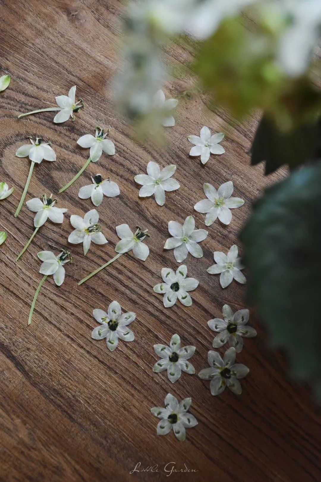 家里要有氛围感什么花比较好,家里高级的花