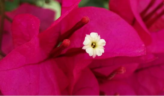 荣耀20i拍照对比oppok1,oppok1对比荣耀8x跑分