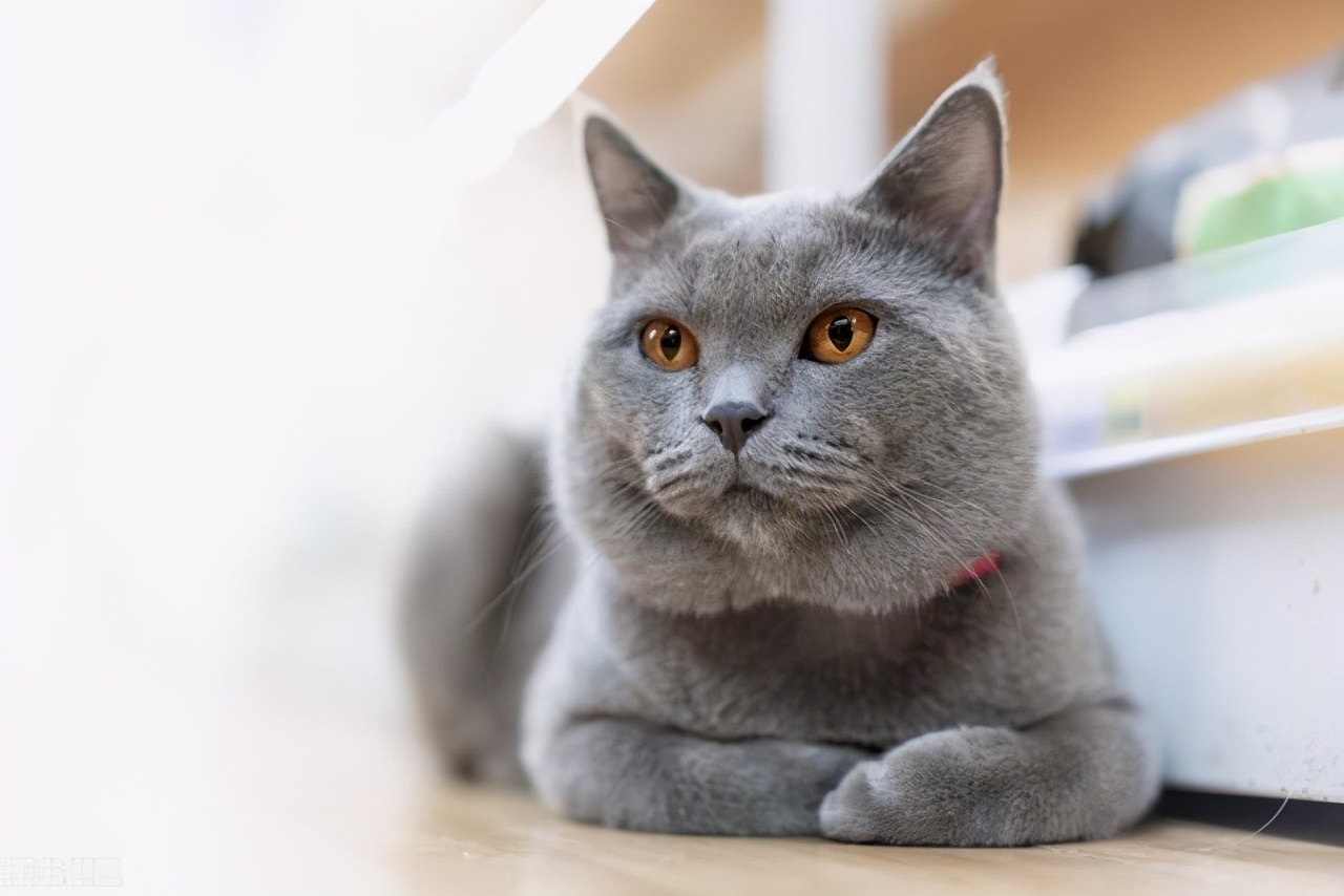 纯种英短金渐层的品相怎么看,品相不好的英短生出来怎么样