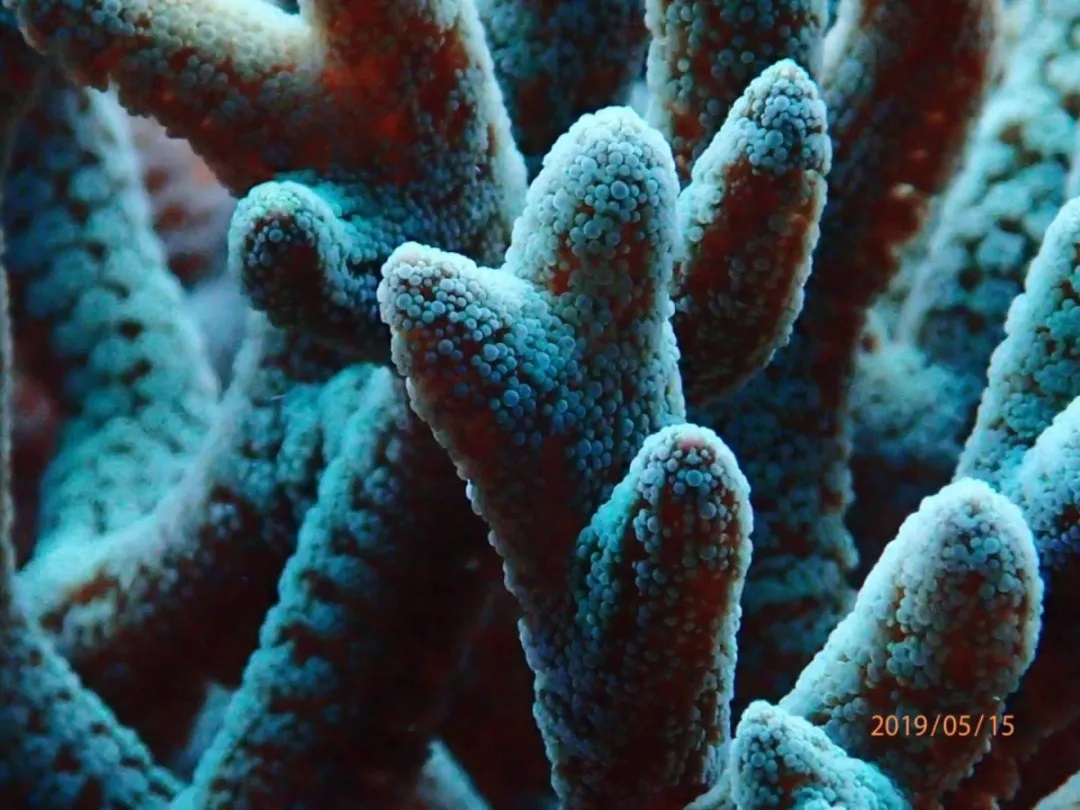 海缸刚开缸怎么饲养,海缸np双零珊瑚会白化吗