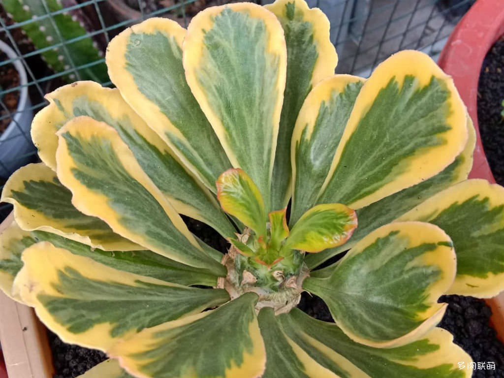 多肉奇趣麒麟好养吗,多肉植物奇葩有趣