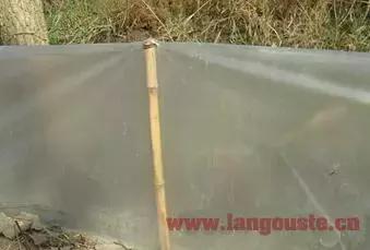 小龙虾育种农田怎样挖才正确,小龙虾种虾塘的管理